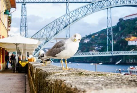 Close up of curious seagull looking at camera, with blurry background. Stock Photos