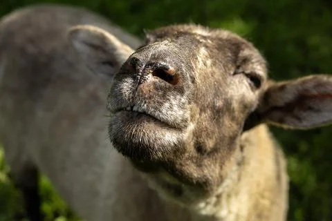 Close-up of a curious sheep face with expressive eyes and nose in sunlight Stock Photos