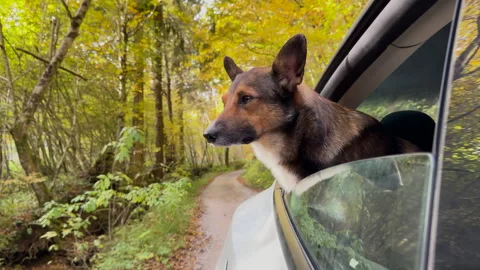 CLOSE UP: Curious shepherd dog leans from car window during scenic autumn drive Stock Footage 341172191