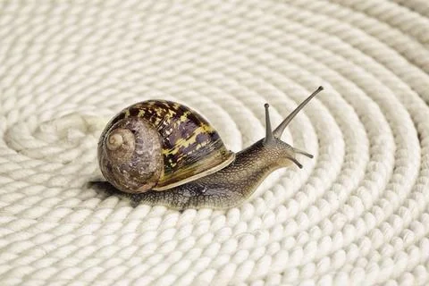Close-up of a curious spotted snail on a table Stock Photos