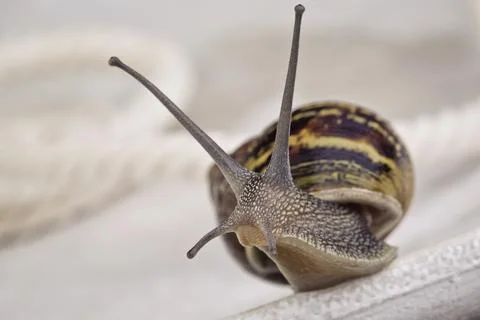 Close-up of a curious spotted snail on a table Stock Photos