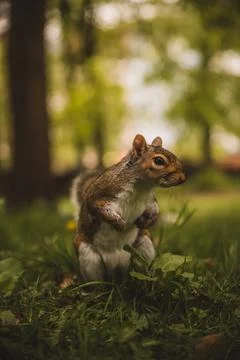 Close up of Curious Squirrel Stock Photos