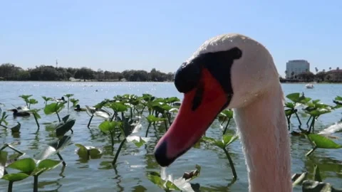 Close up of a curious swan at the lake Stock-Footage 200856676