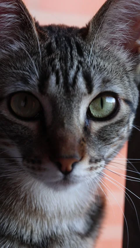 Close up of curious tabby cat face Stock Footage 336616094