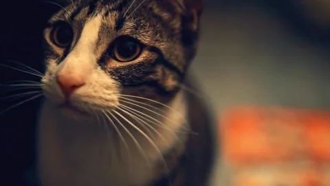 Close-up of a Curious Tabby Cat Face Stock Footage 339645619
