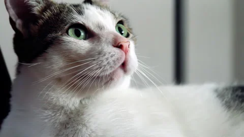 Close Up Of Curious Tabby Cat With Green Eyes Looking Sideways - 4K Stock Footage 345679793