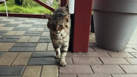 Close-up of a curious tabby cat walking slowly towards Stock Footage 325819402