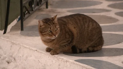 Close-up of A Curious Tabby Cat Watches Pedestrians Pass in a Lefkes Square Видео 101206535