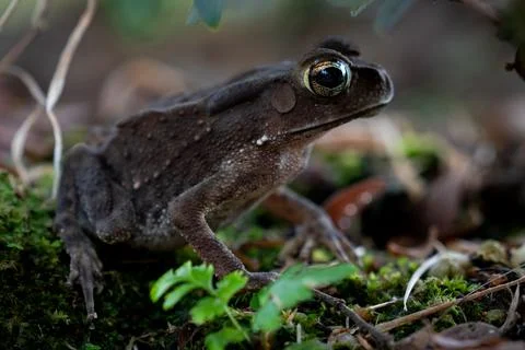A close-up of a curious toad, its golden eyes glistening, surrounded by earth Stock Photos