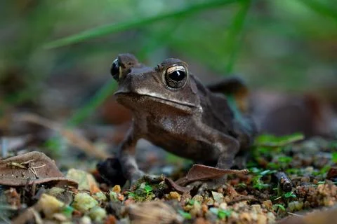 A close-up of a curious toad, its golden eyes glistening, surrounded by earth Stock Photos