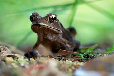 A close-up of a curious toad, its golden eyes glistening, surrounded by earth Stock Photos