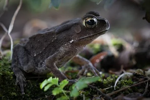 A close-up of a curious toad, its golden eyes glistening, surrounded by earth Stock Photos