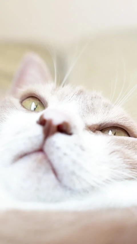 Close-up of curious white and ginger cat looking up vertical Video stock 333538674