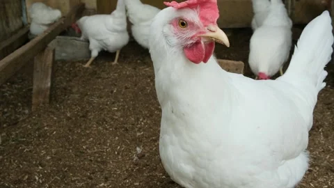 Close-up of curious white chicken or hen looking at camera and shaking its head Stock Footage 311722361