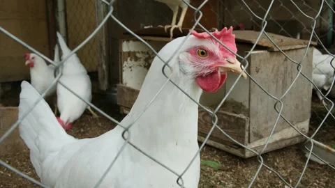 Close-up of curious white chicken or hen looking at camera from behind the fence Stock Footage 311725036