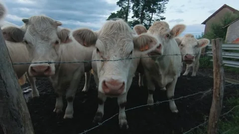 Close-up of curious white cows behind a wire fence on a rural farm Stock Footage 282614696