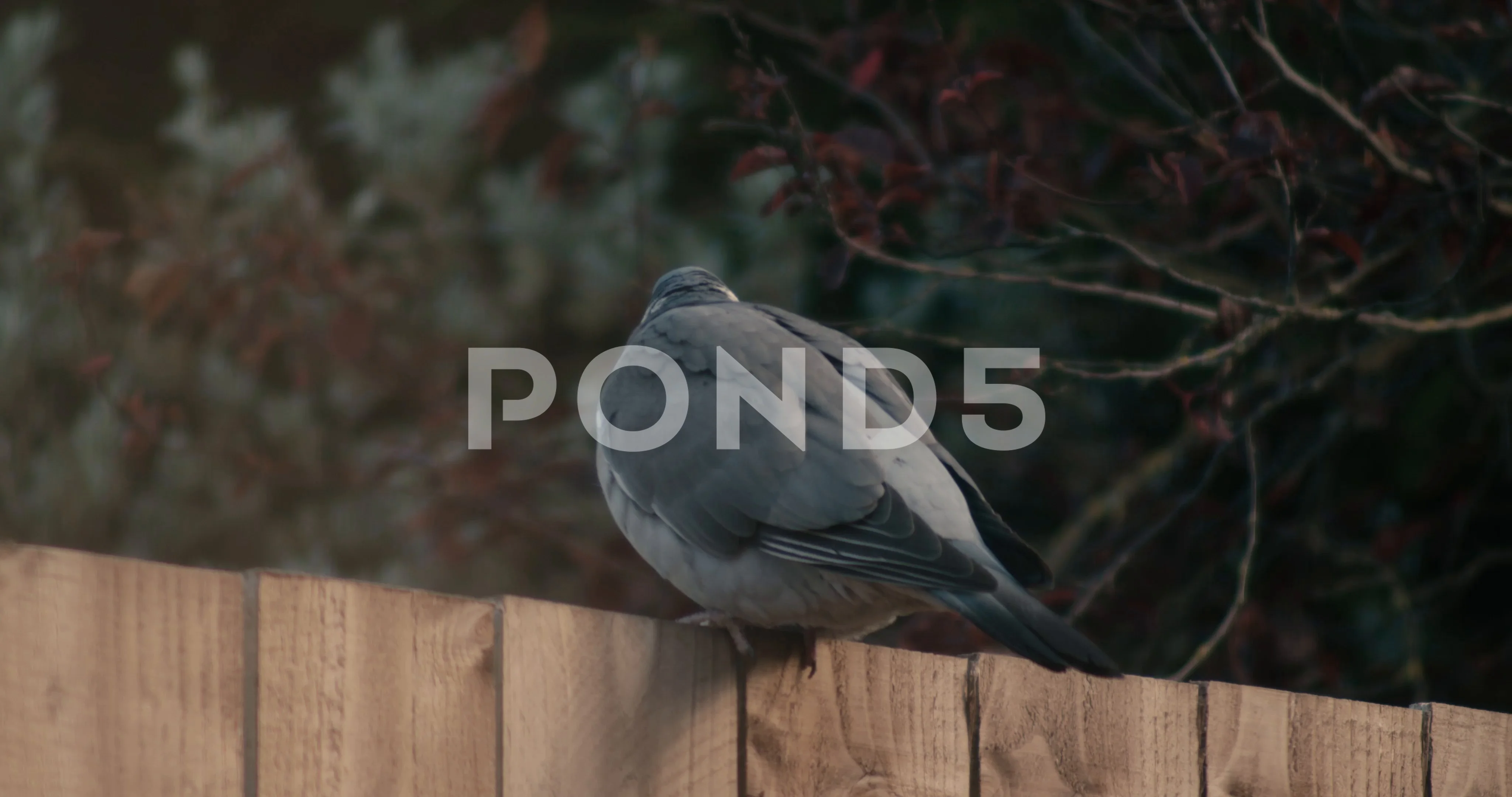 Pigeon Download Video