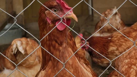 Close-up of curious young brown hen looking at camera behind the corral. Stock Footage 281543994