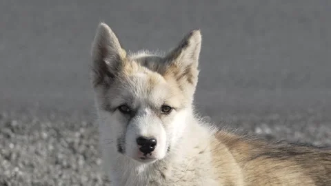 Close-Up of Curious Young Dog Looking Around in Ilulissat Greenland Видео 345598115