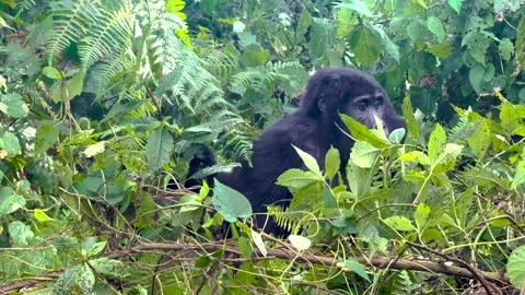 Close-up of curious young mountain gorilla beringei, emerging from fern Stock Footage 330914911