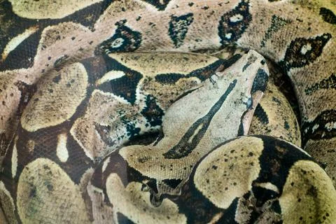 Close up of a curled boa constrictor, or red-tailed boa Stock Photos
