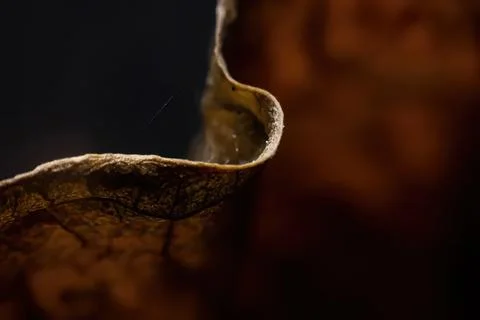 Close-up of a curled dried leaf with dark background Stock Photos