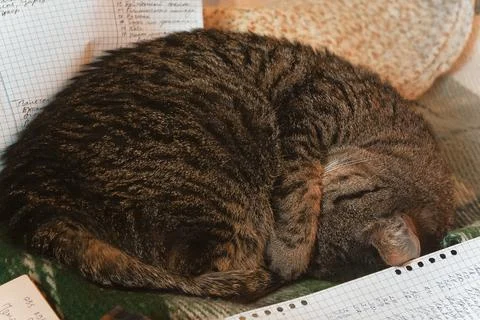 Close up curled tabby cat sleeping concept photo Stock-Fotos