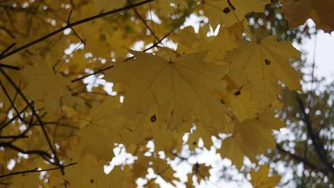 Close-up of Curled Yellow Maple Leaf Against the Sky Stock Photos