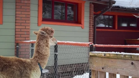 Close-up of curly-haired alpaca licking snow from fence on farm Stock Footage 276569767