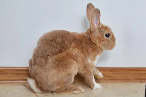 Close-up of a curly-haired thoroughbred rabbit sitting on the floor in a room. Stock Photos
