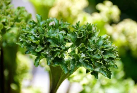 Close up of the curly leaf of Leopard plant Stock Photos