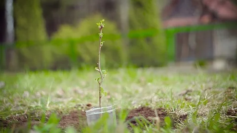 Close-up of currant branch swinging in the wind Stock Footage 89554865