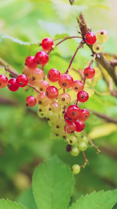Close-up currant cluster showing ripening progression and gentle sway on woody s Stock Footage 342055191