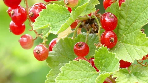 Close up of a currant Stock Footage 51509193