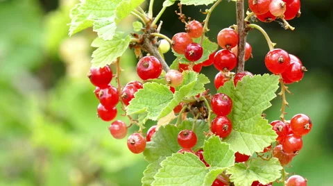 Close up of a currant Stock Footage 51509465