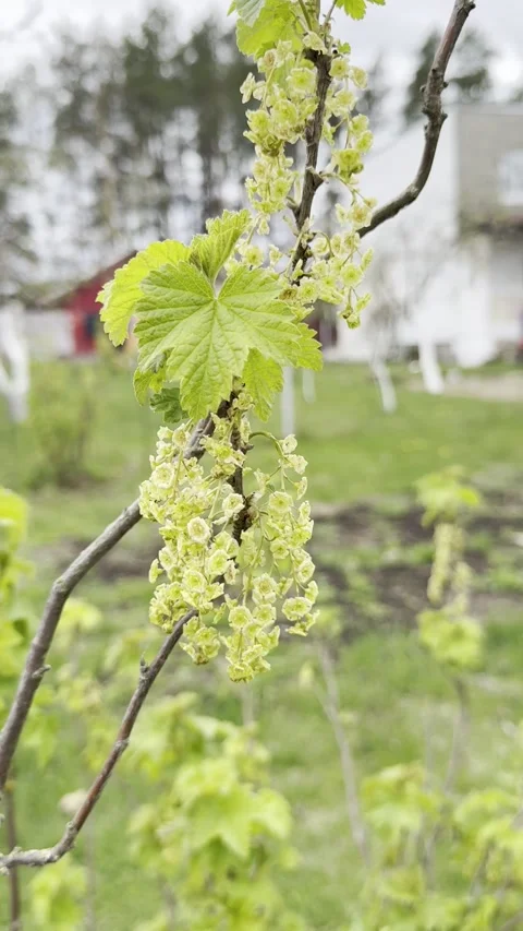 Close‑up of currant plant with young leaves and catkins, natural botanical detai Stock Footage 334790669