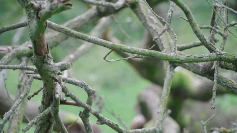 Close-up of curved old branches in the wind Stock Footage 96070823