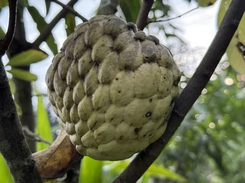 Close up of custard apple growing between tree branches displays unique textu Stock-Fotos