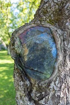 A close-up of a cut on an apple tree, unexpectedly and randomly painted in .. Stock Photos