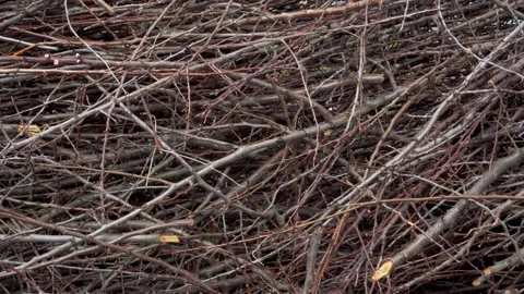 Close-up of cut branches in a garden or forest. Stock Footage 153262364