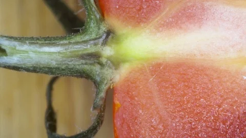 Close up cut cherry tomato Stock Footage 97288155