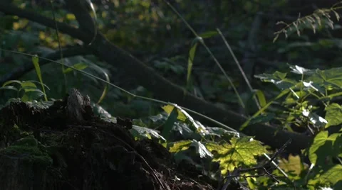 Close up of cut down tree Stock Footage 52486424