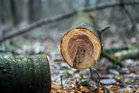 Close up of a cut down tree in the forest, selective focus Stock Photos