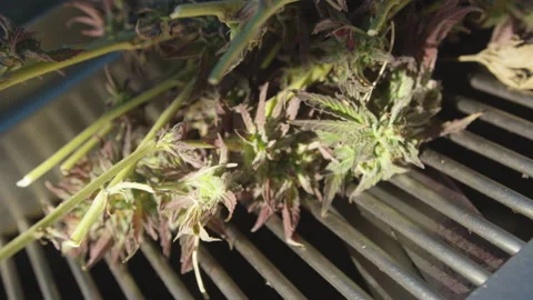 Close-up of Cut Marijuana Flower Drying on Rack in the Sun Vídeos de archivo 208753767