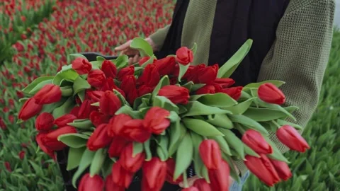 Close-up of cut red tulips in a box before sale in hands of seller. Florist Stock Footage 266801042