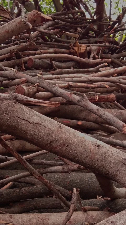 Close Up of Cut Tree Branches and Logs Stacked in a Large Natural Pile Stock Footage 347758190