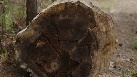 Close-up of a cut tree log showing visible growth rings Stock Footage 335010945