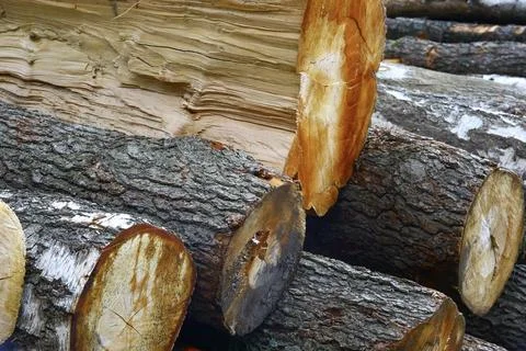 Close Up of Cut Tree Logs with Detailed Bark and Wood Texture Stock Photos