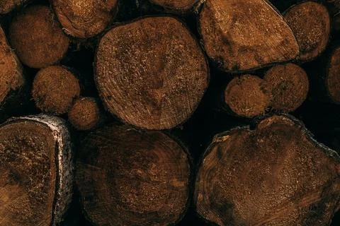 Close-Up of Cut Tree Logs Showing Wood Texture Fotos de archivo