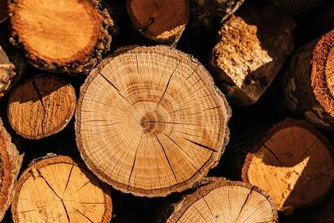 Close-up of cut tree logs showing natural rings texture. Stockfoto's